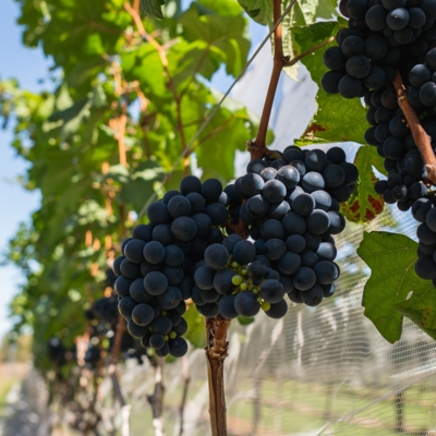 Sud Ouest : expériences insolites