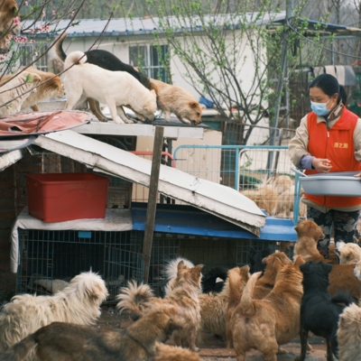 Les associations qui aident nos compagnons